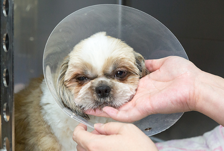 腹腔鏡手術での犬猫の避妊手術 王子ペットクリニック 東京都北区豊島 ドクターズインタビュー 動物病院 Part 2