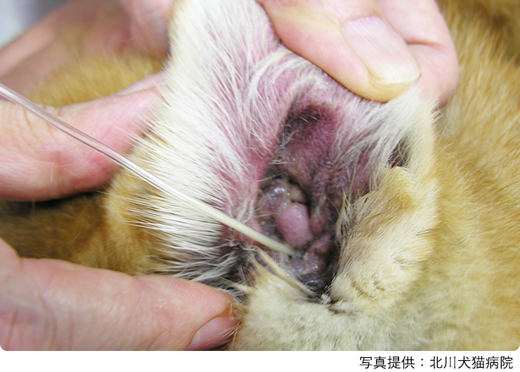 犬の膿皮症 耳道閉塞 原因と治療法 北川犬猫病院 東京都板橋区南