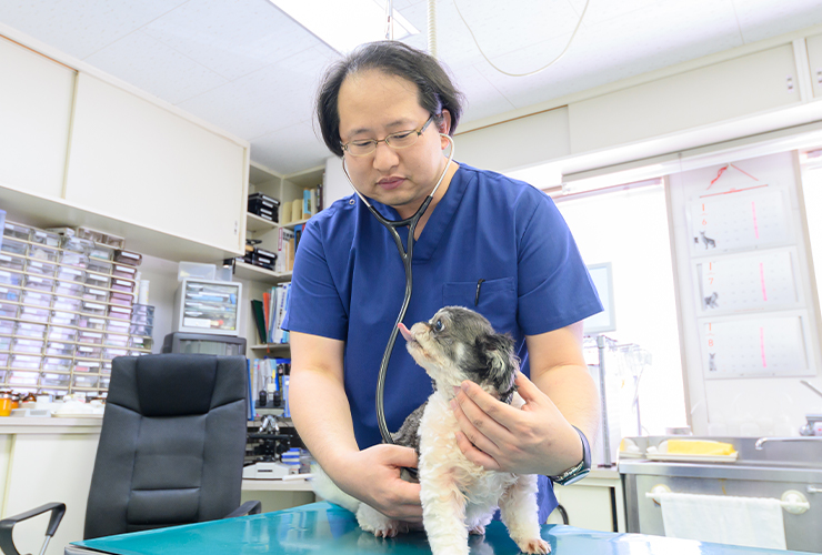 犬と猫のリンパ腫。診断と抗がん剤治療｜北央どうぶつ病院｜北海道札幌 