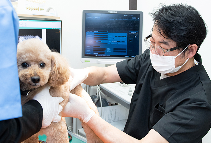 治療から移動動物園まで 人と動物が幸せに暮らす環境を作りたい アリス動物病院 埼玉県川越市 ドクターズインタビュー 動物病院 Part 2
