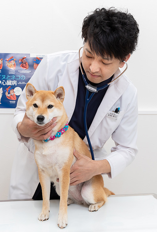 犬と猫の心疾患の薬物療法 - 健康/医学