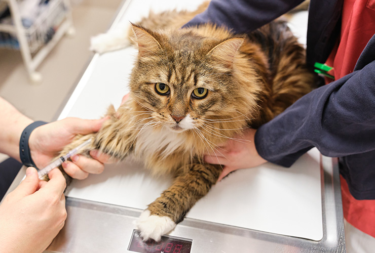 犬と猫のリンパ腫。診断とQOLを維持する抗がん剤治療 | 北央どうぶつ